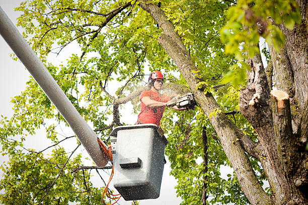 Trusted Homestead Meadows South, TX Tree Removal Experts